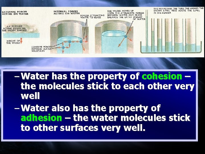 – Water has the property of cohesion – the molecules stick to each other