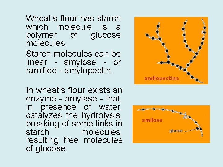 Wheat’s flour has starch which molecule is a polymer of glucose molecules. Starch molecules