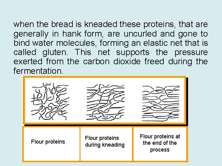 when the bread is kneaded these proteins, that are generally in hank form, are