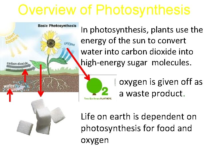 Overview of Photosynthesis In photosynthesis, plants use the energy of the sun to convert