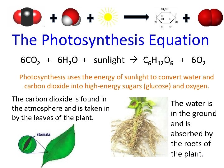  The Photosynthesis Equation 6 CO 2 + 6 H 2 O + sunlight