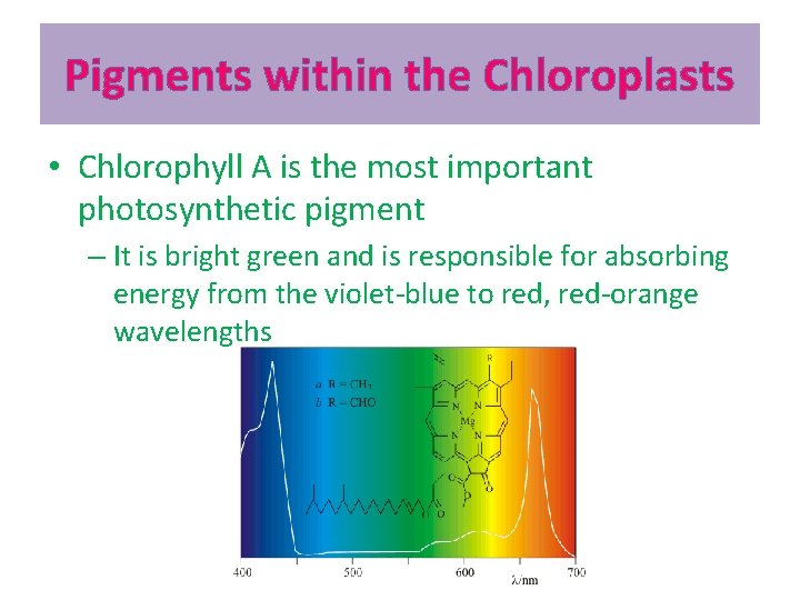 Pigments within the Chloroplasts • Chlorophyll A is the most important photosynthetic pigment –