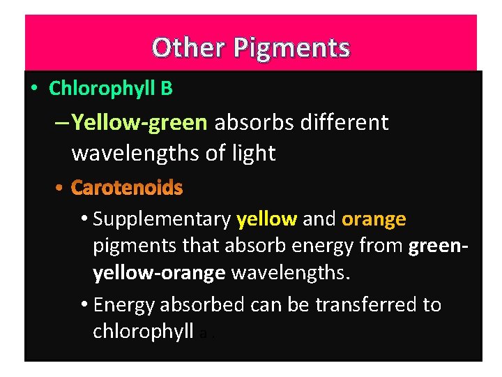 Other Pigments • Chlorophyll B – Yellow-green absorbs different wavelengths of light • Supplementary