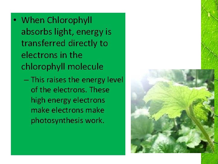  • When Chlorophyll absorbs light, energy is transferred directly to electrons in the