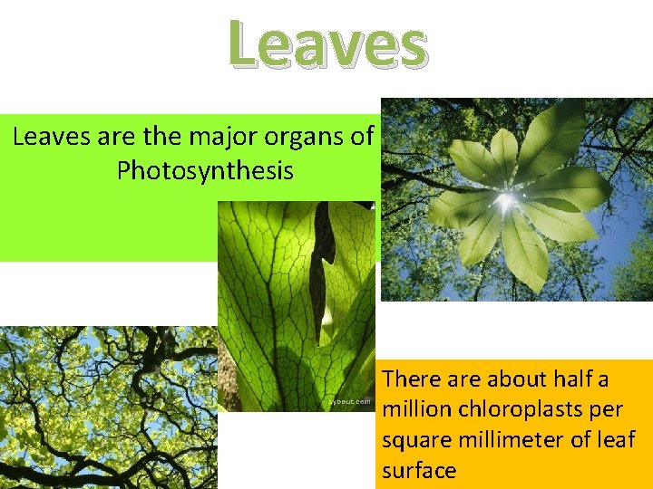 Leaves are the major organs of Photosynthesis There about half a million chloroplasts per