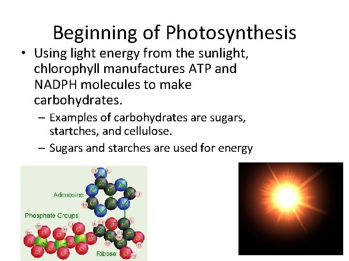 Beginning of Photosynthesis • Using light energy from the sunlight, chlorophyll manufactures ATP and