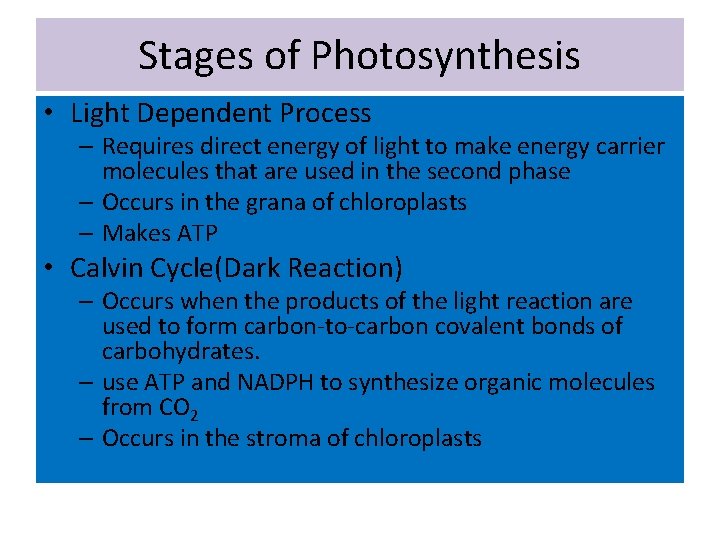 Stages of Photosynthesis • Light Dependent Process – Requires direct energy of light to