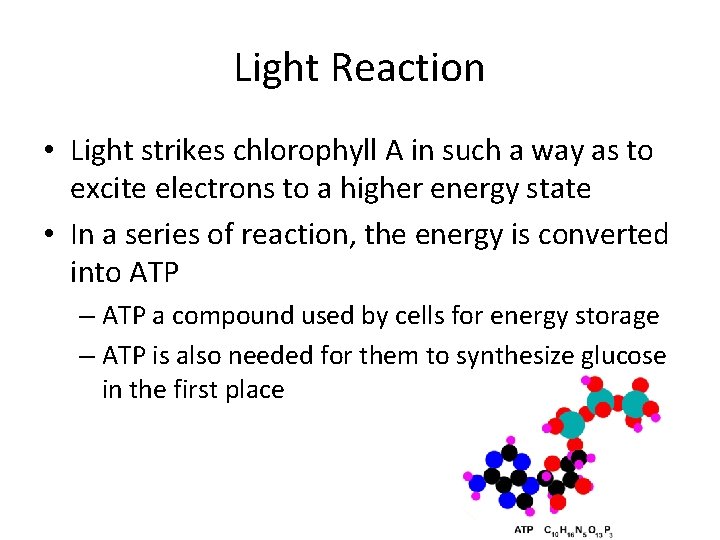 Light Reaction • Light strikes chlorophyll A in such a way as to excite