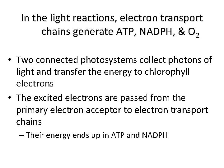 In the light reactions, electron transport chains generate ATP, NADPH, & O 2 •
