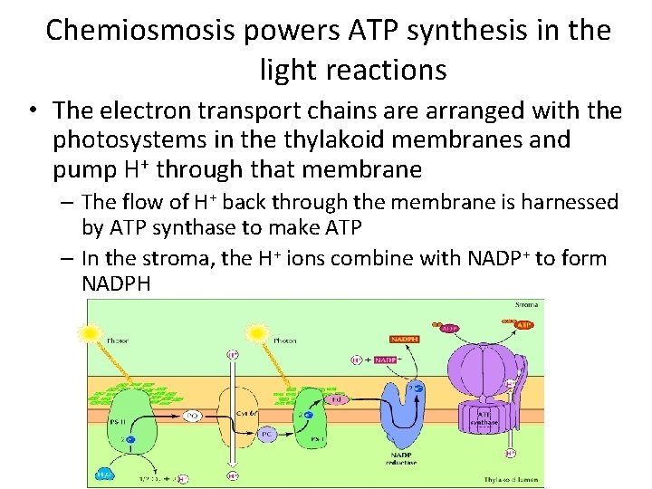 Chemiosmosis powers ATP synthesis in the light reactions • The electron transport chains are