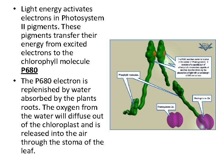  • Light energy activates electrons in Photosystem II pigments. These pigments transfer their