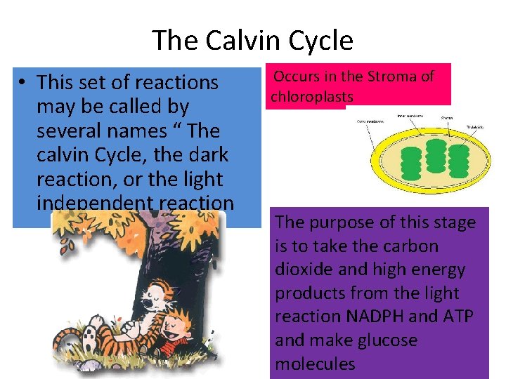 The Calvin Cycle • This set of reactions may be called by several names