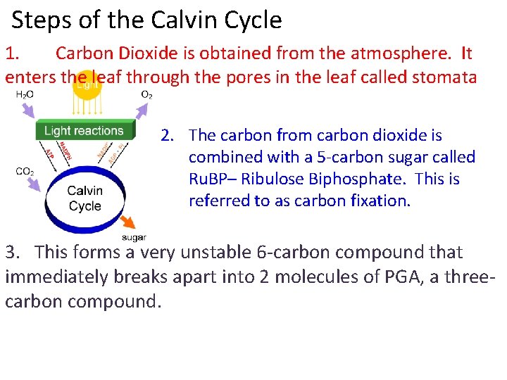  Steps of the Calvin Cycle 1. Carbon Dioxide is obtained from the atmosphere.