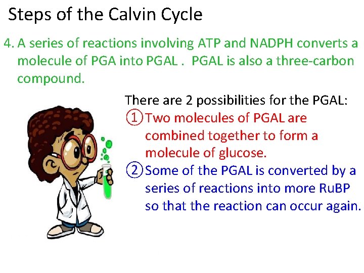  Steps of the Calvin Cycle 4. A series of reactions involving ATP and