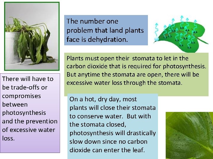 The Water Loss Dilemma The number one problem that land plants face is dehydration.