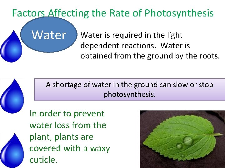 Factors Affecting the Rate of Photosynthesis Water is required in the light dependent reactions.