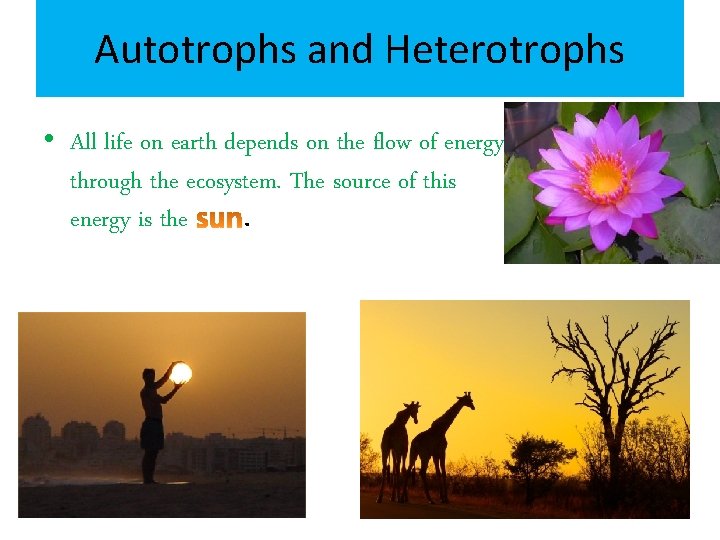Autotrophs and Heterotrophs • All life on earth depends on the flow of energy