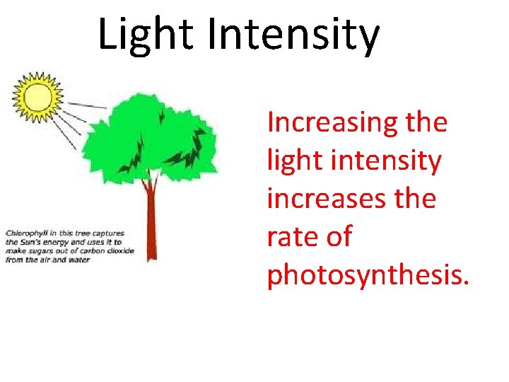 Light Intensity Increasing the light intensity increases the rate of photosynthesis. 