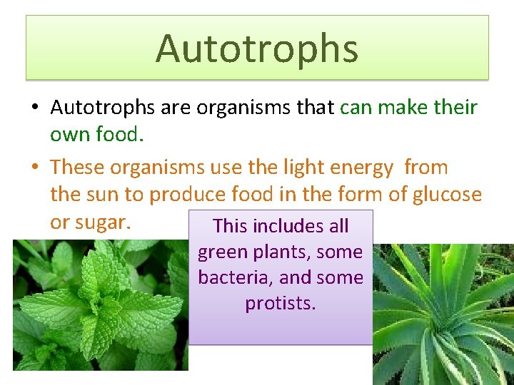 Autotrophs • Autotrophs are organisms that can make their own food. • These organisms