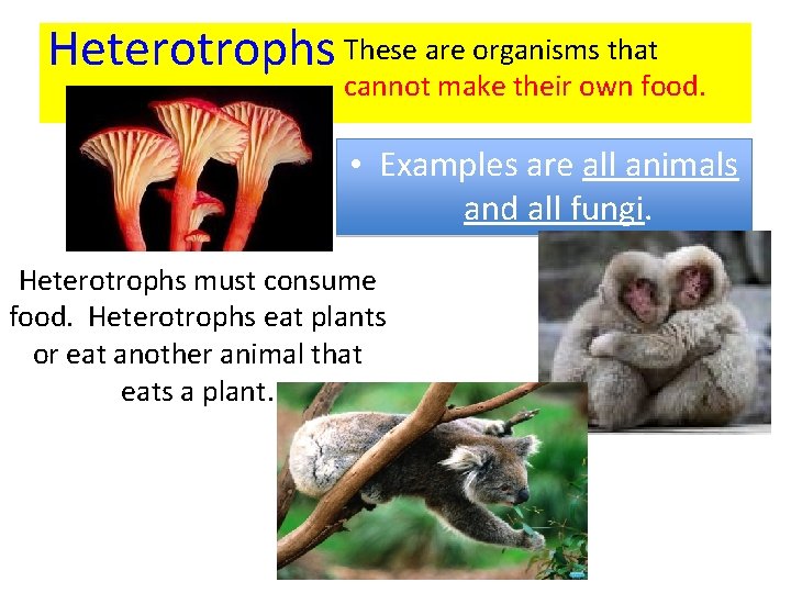 Heterotrophs These are organisms that cannot make their own food. • Examples are all