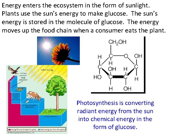 Energy enters the ecosystem in the form of sunlight. Plants use the sun’s energy