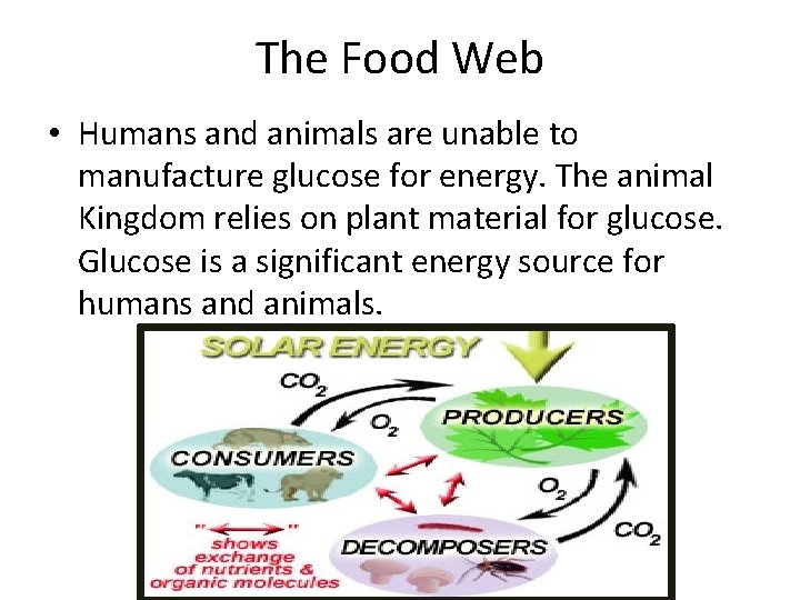 The Food Web • Humans and animals are unable to manufacture glucose for energy.