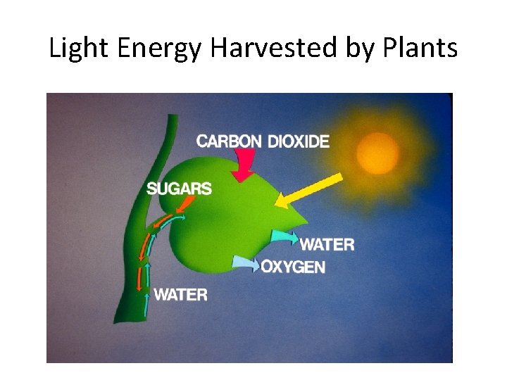 Light Energy Harvested by Plants 