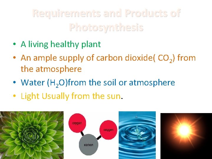 Requirements and Products of Photosynthesis • A living healthy plant • An ample supply