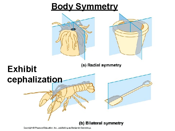 Body Symmetry Exhibit cephalization 
