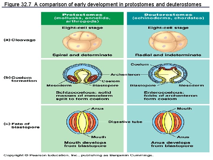 Figure 32. 7 A comparison of early development in protostomes and deuterostomes 