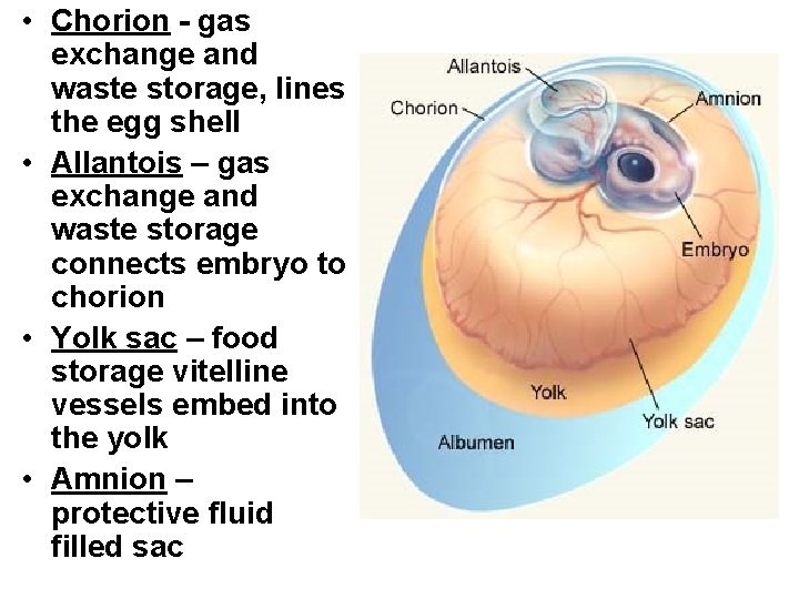  • Chorion - gas exchange and waste storage, lines the egg shell •