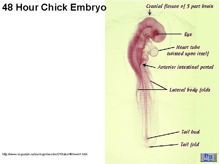 48 Hour Chick Embryo http: //www. uoguelph. ca/zoology/devobio/210 labs/48 hrwm 1. htm 