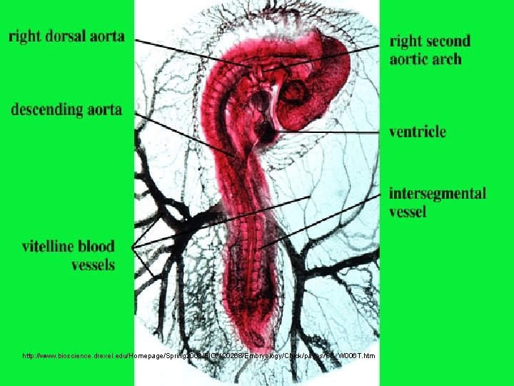 http: //www. bioscience. drexel. edu/Homepage/Spring 2003/BIO%20268/Embryology/Chick/pages/C 6_W 006 T. htm 