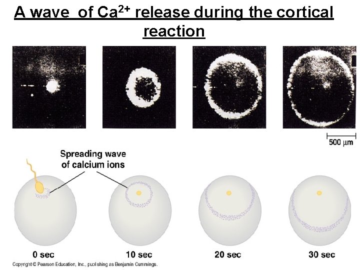 A wave of Ca 2+ release during the cortical reaction 