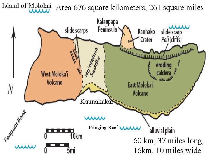 Island of Molokai -Area 676 square kilometers, 261 square miles Kaunakakai Fringing Reef 60