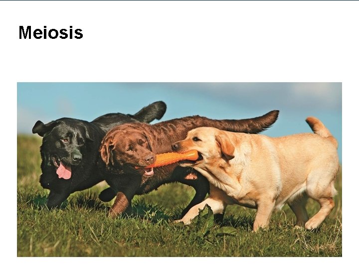 Meiosis 