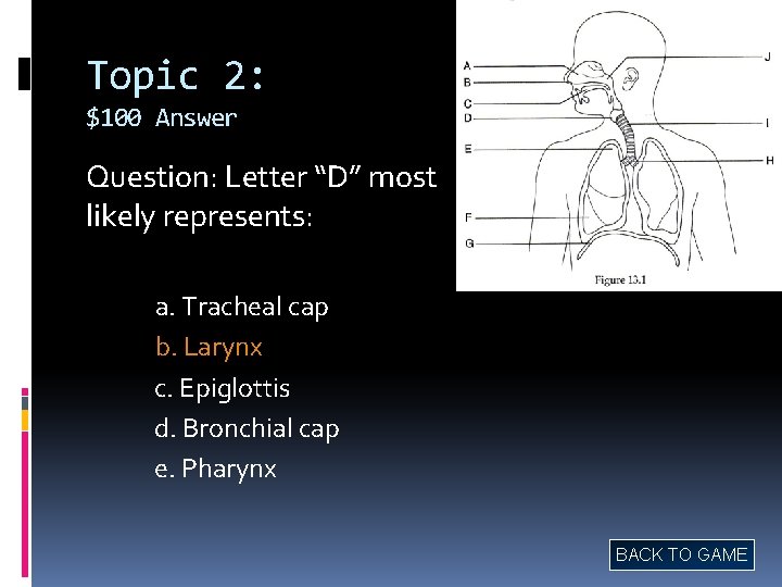 Topic 2: $100 Answer Question: Letter “D” most likely represents: a. Tracheal cap b.