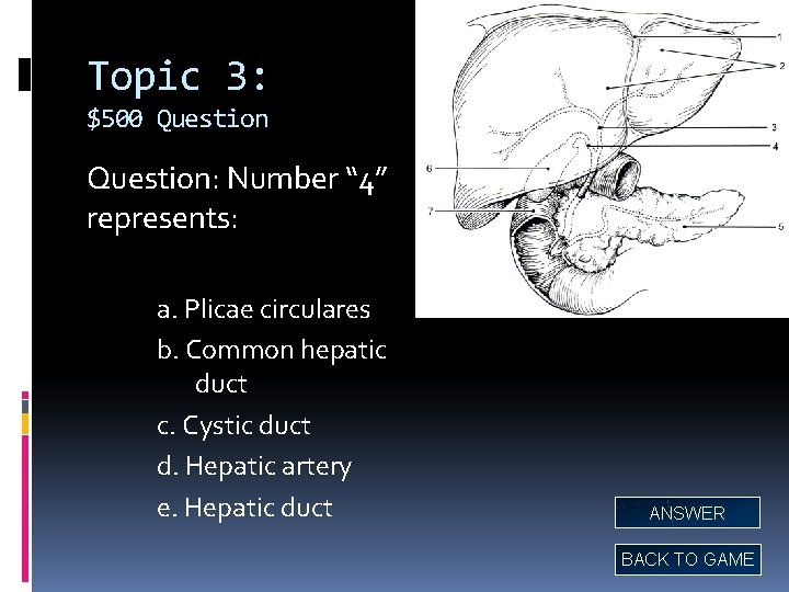 Topic 3: $500 Question: Number “ 4” represents: a. Plicae circulares b. Common hepatic