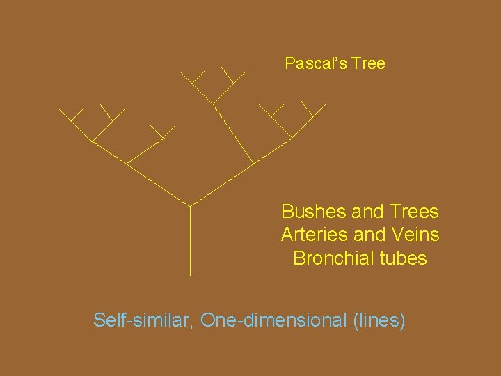 Pascal’s Tree Bushes and Trees Arteries and Veins Bronchial tubes Self-similar, One-dimensional (lines) 