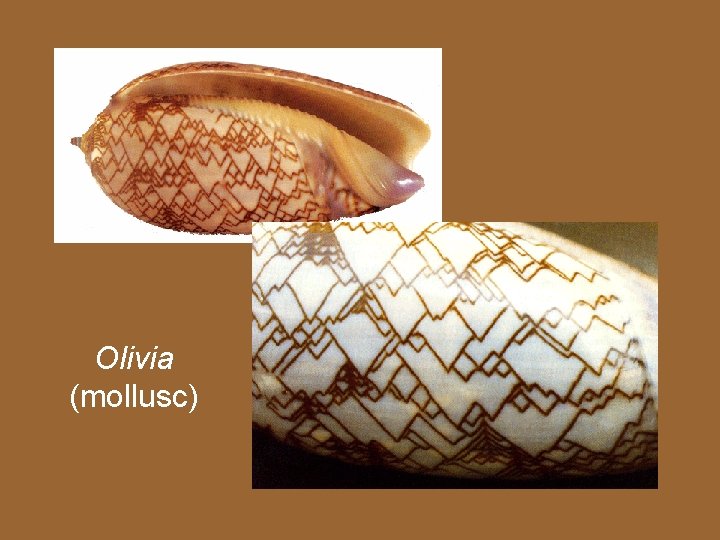 Olivia (mollusc) 