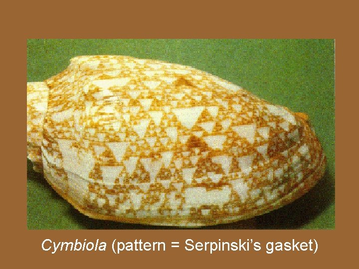 Cymbiola (pattern = Serpinski’s gasket) 