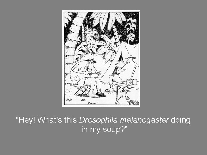 “Hey! What’s this Drosophila melanogaster doing in my soup? ” 
