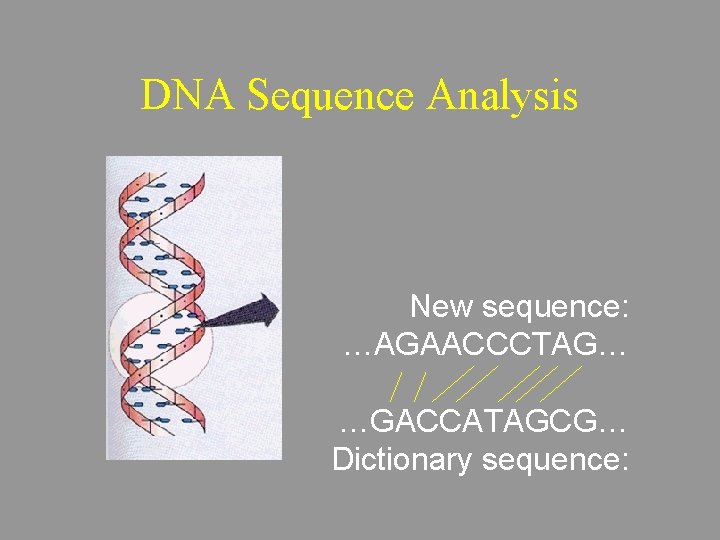 DNA Sequence Analysis New sequence: …AGAACCCTAG… …GACCATAGCG… Dictionary sequence: 