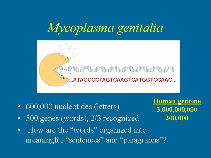Mycoplasma genitalia . . . ATAGCCCTAGTCATGGTCGAAC. . . Human genome 3, 000, 000 300,