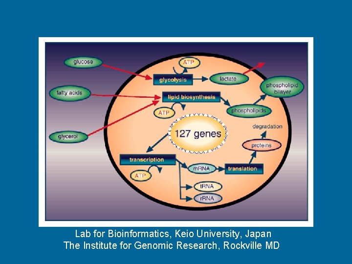 Lab for Bioinformatics, Keio University, Japan The Institute for Genomic Research, Rockville MD 