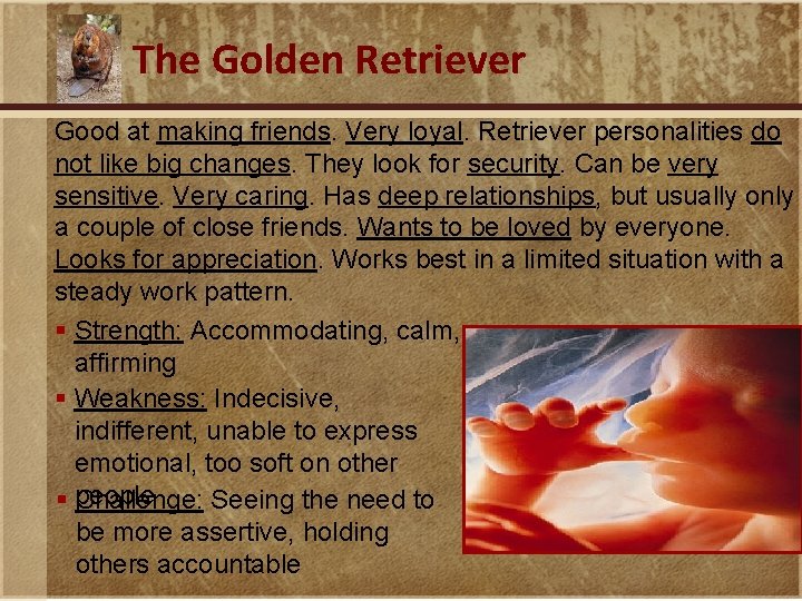 The Golden Retriever Good at making friends. Very loyal. Retriever personalities do not like