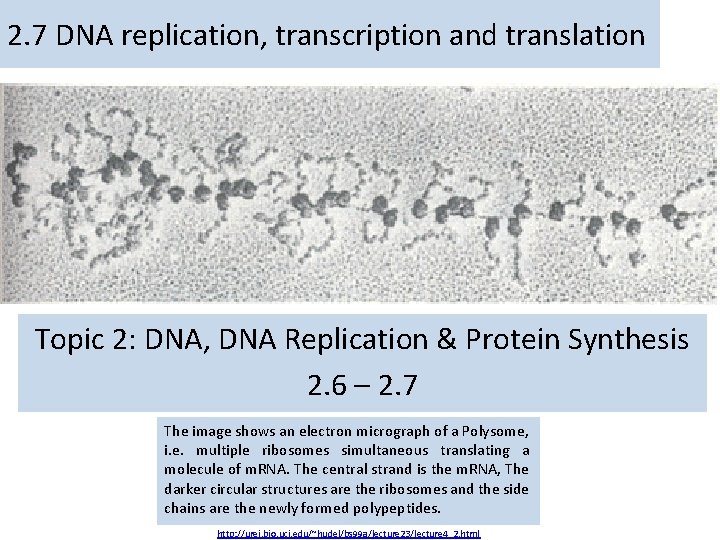 2. 7 DNA replication, transcription and translation Topic 2: DNA, DNA Replication & Protein