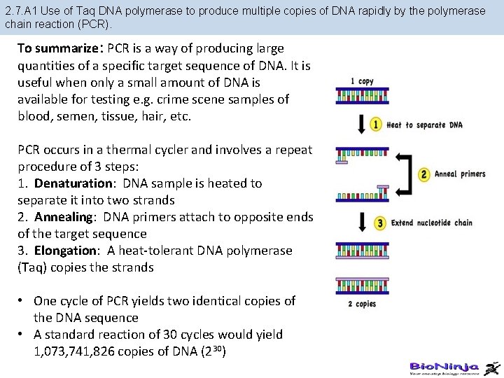 2. 7. A 1 Use of Taq DNA polymerase to produce multiple copies of
