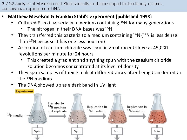 2. 7. S 2 Analysis of Meselson and Stahl’s results to obtain support for