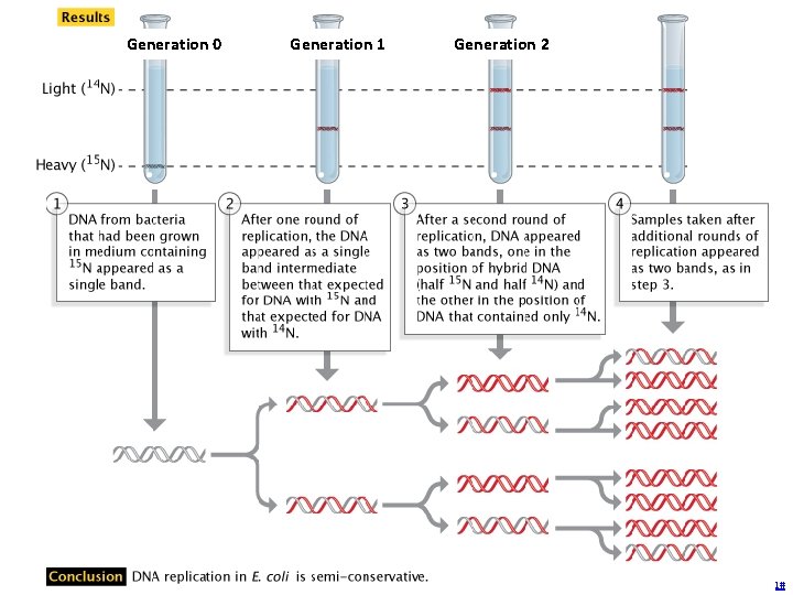 Generation 0 Generation 1 Generation 2 http: //www. nature. com/scitable/topicpage/Semi-Conservative-DNA-Replication-Meselson-and-Stahl-421# 